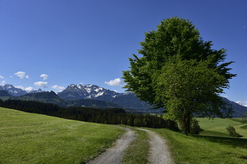 Fototapeta na wymiar Allgäu bei Eisenberg mit Wiesen, Bäumen, Bergen, Sonnenstern und blauem Himmel im Sommer