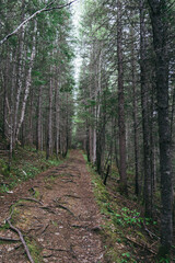 Portion of the appalachian trail in the forest of the province of Quebec, section leading to the Chute A Picot, a waterfall