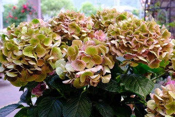 紫陽花の花 白 青 ピンクのような華やかで可憐な色の紫陽花も良いが この花のようにシックで大人の落ち着いた色もまた魅力的である Adult Wall Mural Adu 宮岸孝守 紫陽花の花 白 青 ピンクのような華やかで可憐な色の紫陽花も良いが この花のようにシックで大人の落ち着いた色もまた魅力的である Adult Wall Mural Adu 宮岸孝守