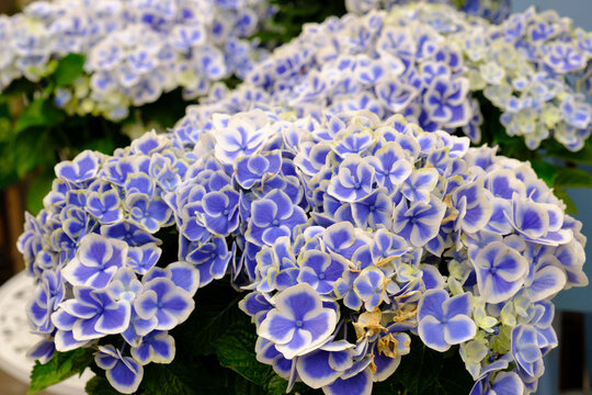 71 Best 青 辛抱強い愛情 Images Stock Photos Vectors Adobe Stock