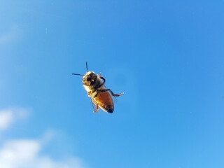 Bee on the window pane, bottom view, abdomen and paws with suction cups. Dangerous insect close-up on a background of blue sky.