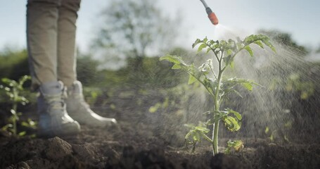 Farmer nanosid pesticides on tomato seedlings. Work in the field - Powered by Adobe