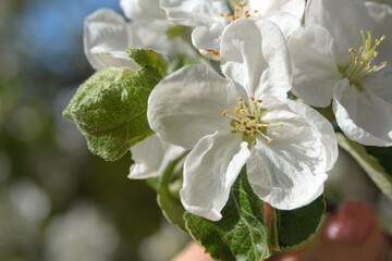 Large white apple blossom in sunlight. Blooming fruit trees in early spring. Gardening.