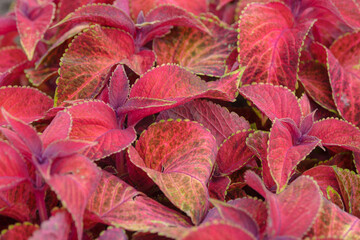 Fresh bright leaves Coleus plant in a flowerbed in the park. Landscaping.