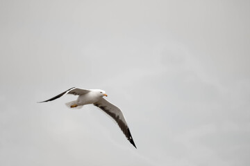 seagull in the sky