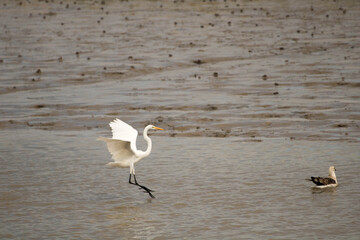 stork landing on the riverbank