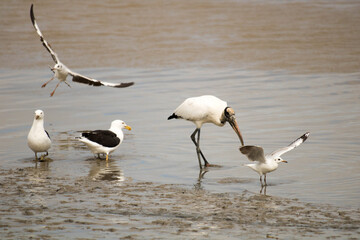 birds on the river bank