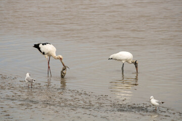 two storks on the riverbank