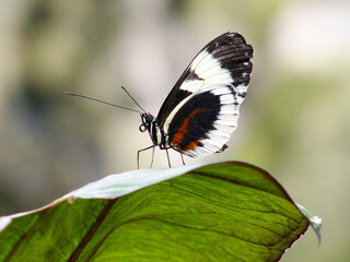 butterfly on a green leaf