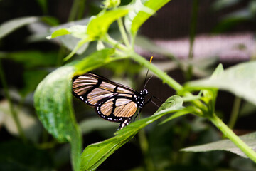 butterfly on leaf