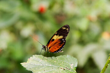 butterfly on a flower