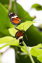 2 butterfly on a flower