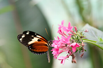 butterfly on flower