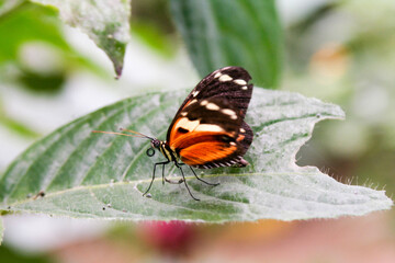 butterfly on leaf