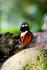 butterfly on leaf