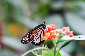 monarch butterfly on flower