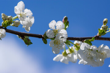 Prunus cerasus flowering tree flowers, group of beautiful white petals tart dwarf cherry flowers in bloom
