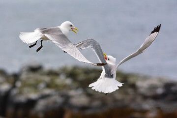 Gabbiani in volo