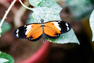 butterfly on a green leaf