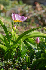Tulipa saxatilis bright pink yellow flowering cretan tulip flowers, springtime beautiful ornamental rock plants in bloom