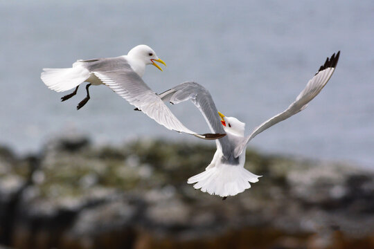 Gabbiani in volo