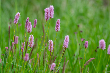 Bistorta officinalis meadow european bistort in bloom, pink meadow flowering snakeroot snakeweed...