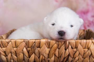 White fluffy small Samoyed puppy dog in the basket