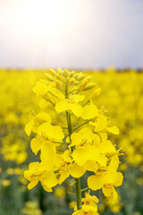 Colza flower. Yellow rape flowers for healthy food oil on field. Rapeseed plant, Canola rapeseed...
