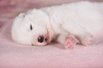 Fototapeta na wymiar White fluffy small Samoyed puppy dog two weeks age