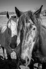 Two beautiful horses on the meadow