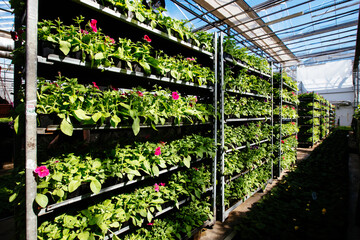 Growing of flower seedlings on shelves in greenhouse