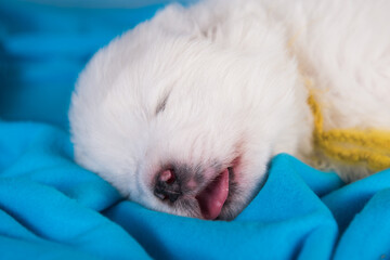 White fluffy small Samoyed puppy dog is sleeping on blue