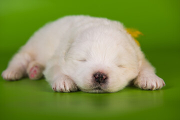 White small Samoyed puppy dog on green background