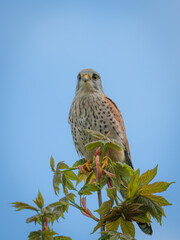 European Kestrel Perched on Tree
