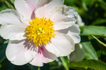 Beautiful natural background for valentine day, 8 march, and love theme, peony flowers Paeonia lactiflora, close up.