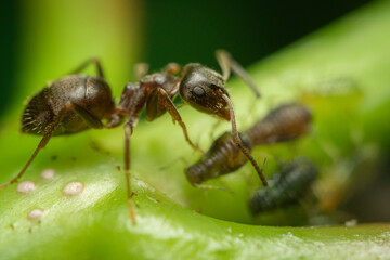 Ant Farming Aphids extreme Macro