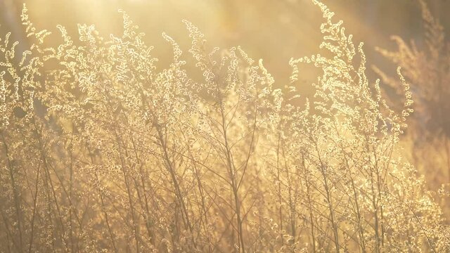 Sun flares as camera moves across plants in a field