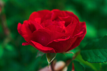 Red rose offered as a gift. Flowering rose. Invitation, greetings card, cover book.
