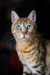 Portrait of a bengal cat with amazing green eyes, close up