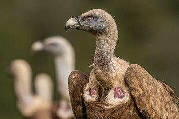 Griffon Vulture (Gyps fulvus) portrait, Castile and Leon, Spain.