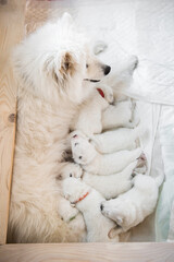Samoyed dog mother with puppies. Puppies suckling mother