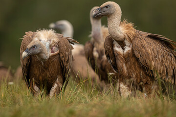 Griffon Vulture (Gyps fulvus) portrait, Castile and Leon, Spain.