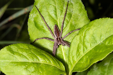 Little nursery web spider (Pisaura mirabilis) on green leaf.