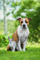 Little kitten and dog together in summer. Friendship of American staffordshire terrier dog and...
