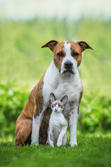 Little kitten and dog together in summer. Friendship of American staffordshire terrier dog and...
