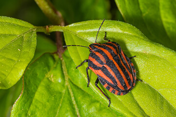 Striped bug or Minstrel bug, Graphosoma lineatum. Stinky bug on the leaf.