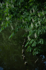 Green leaf nature background, green natural wall pattern