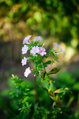 Garden phlox (Phlox paniculata), vivid summer flowers. Blooming branches of  phlox in the garden on a sunny day. Soft blurred selective focus.