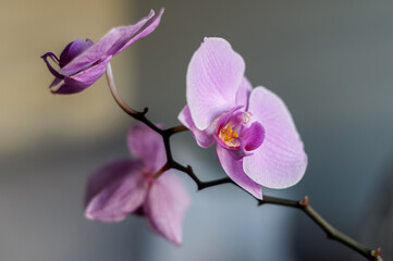 orchid