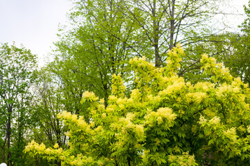 Spring landscape - bright green trees with young foliage on a bright warm sunny day in early spring.